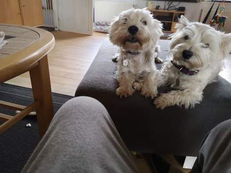 westies hjalte kikki 2.jpg
